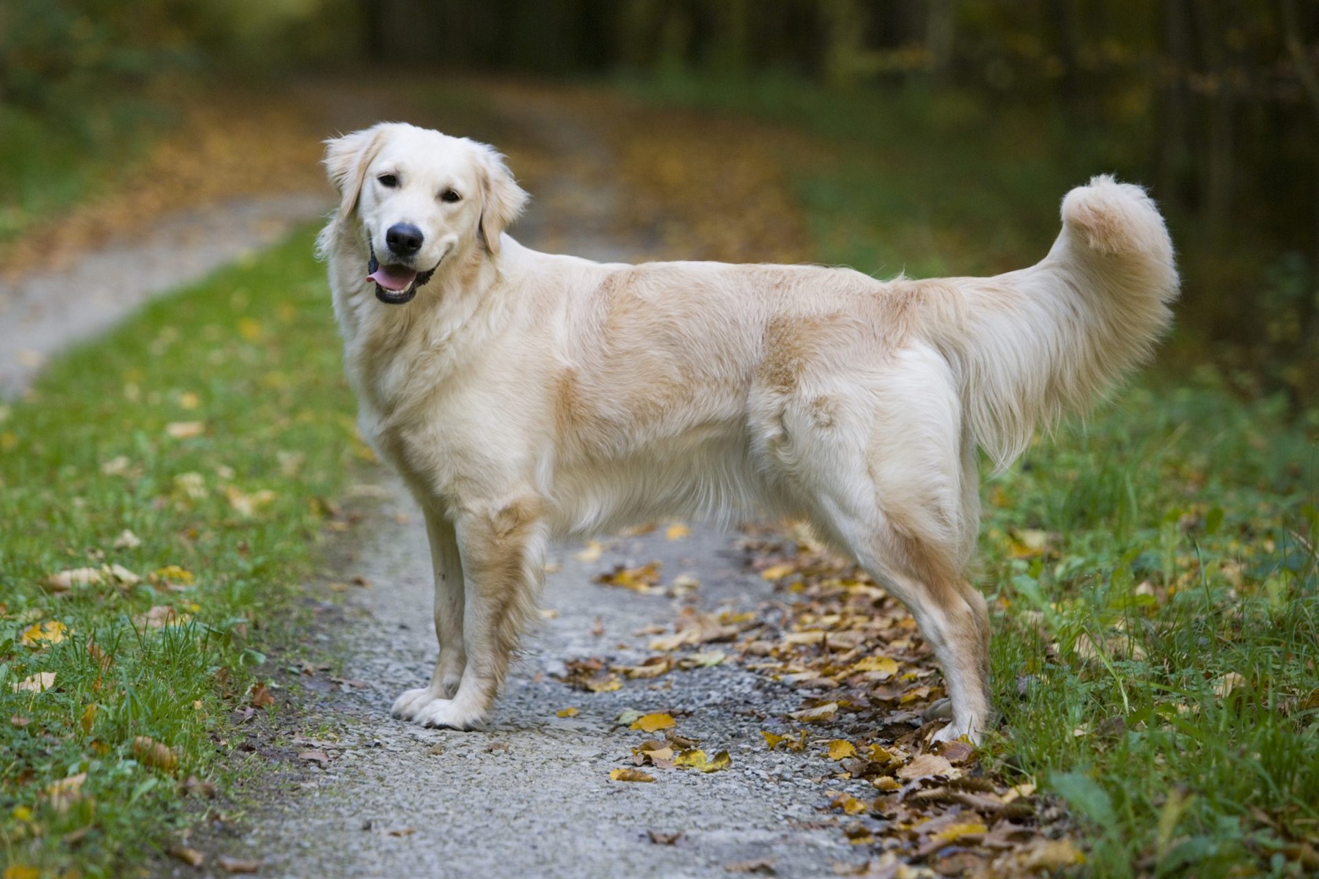 Golden retriver